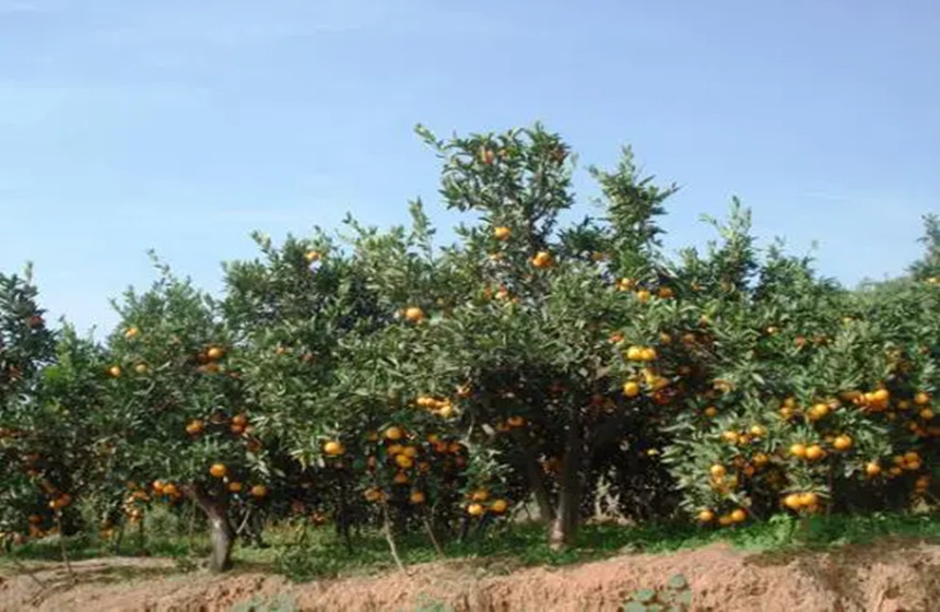 南乡子（冯延巳体）（中华新韵）